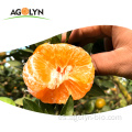 Sabor dulce alto vitamina C fresco naranja / wo mandarina
